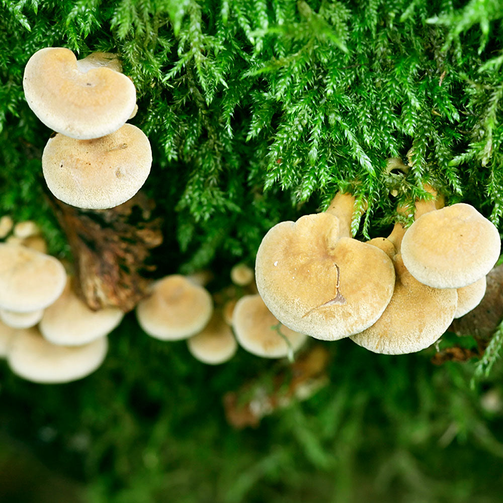 Panellus, Bio-luminescent (Panellus stipticus)