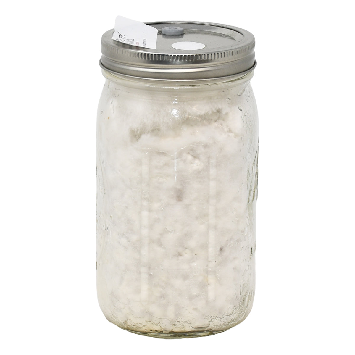 Pearl Oyster Mushroom Spawn 1 quart jar