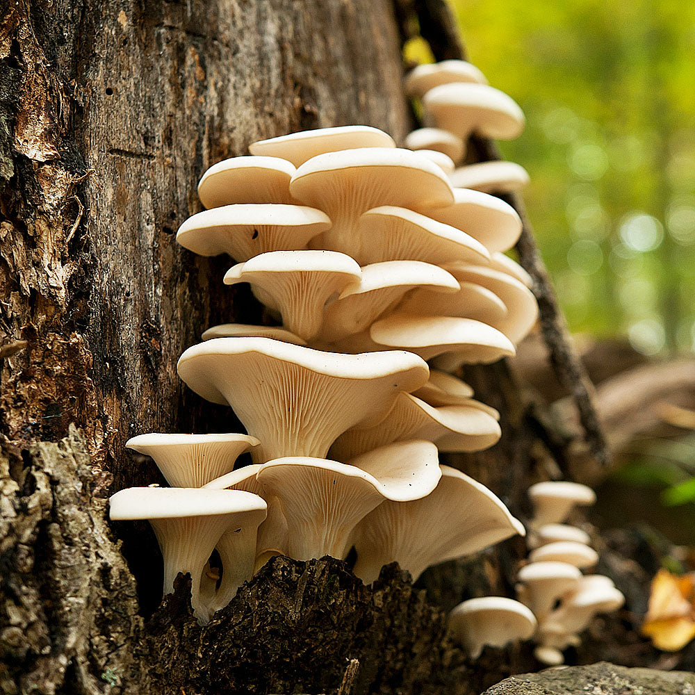 Pearl Oyster Mushroom (Pleurotus ostreatus)
warm weather strain
growing from a stump
