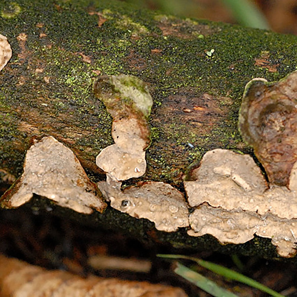 Phanerochaete chrysosporium