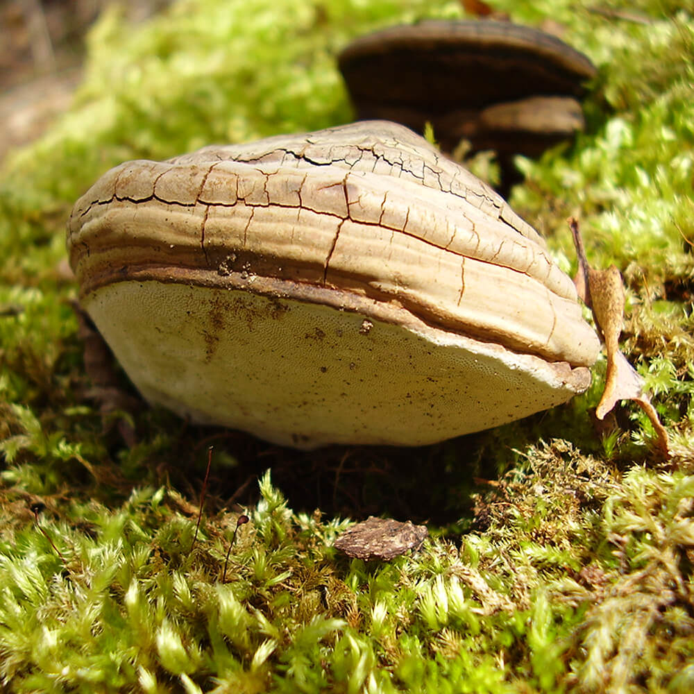 Willow Bracket (Phellinus Igniarius)