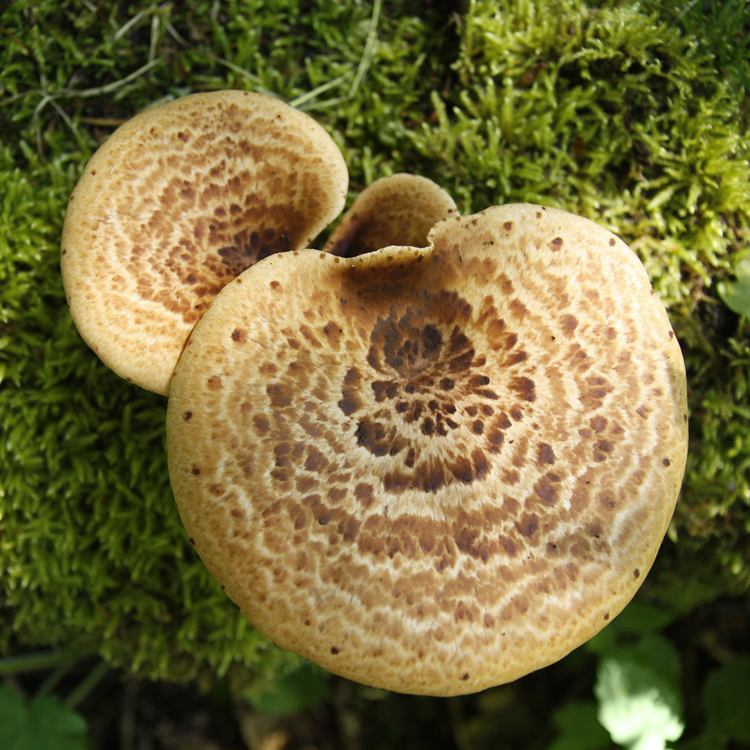 Pheasant Back Mushroom (Polyporus squamosus)