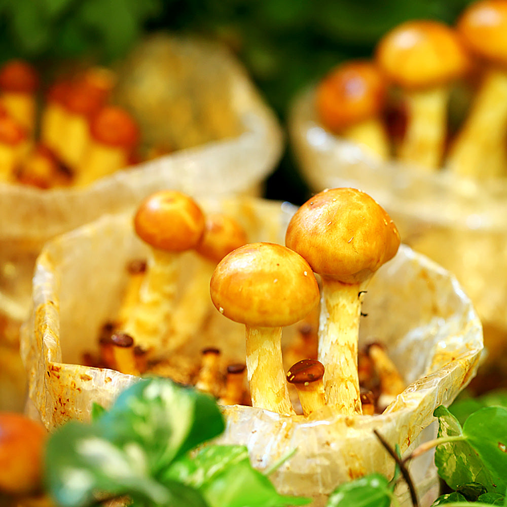 Nameko (Pholiota nameko) mushrooms
fruiting in mushroom grow bags