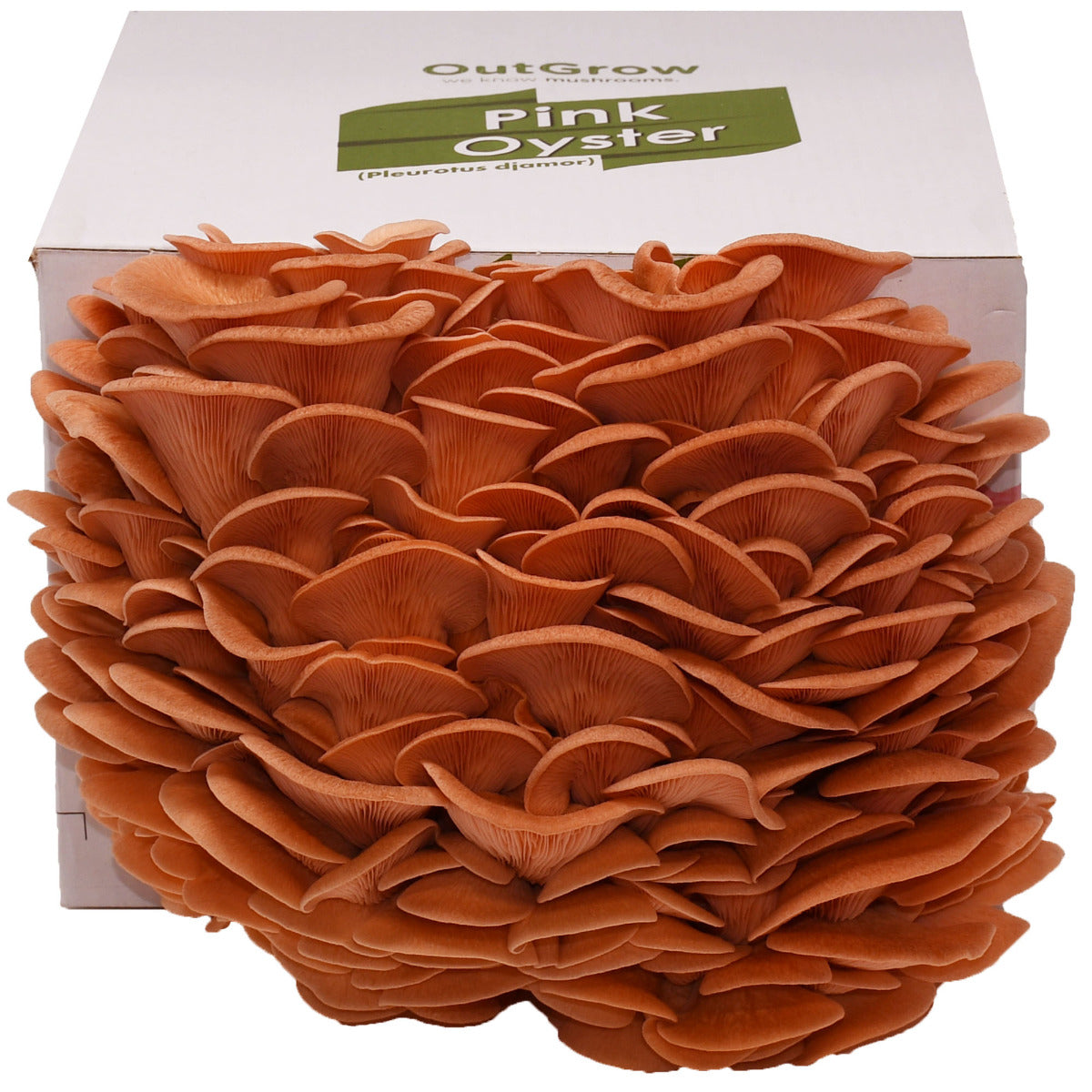 Pink Oyster Mushroom Grow Kit
