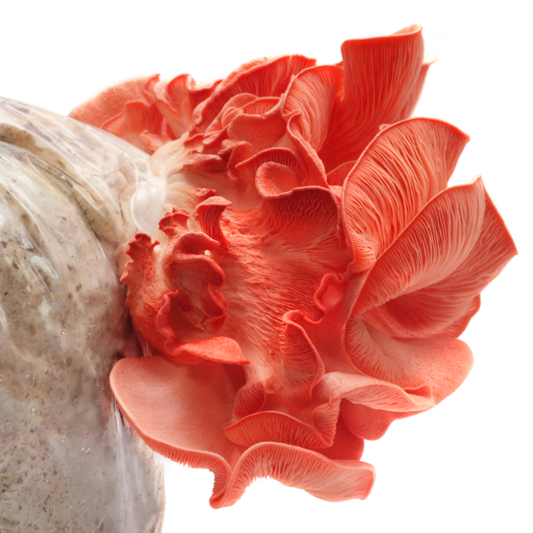 Pink Oyster (Pleurotus djamor)