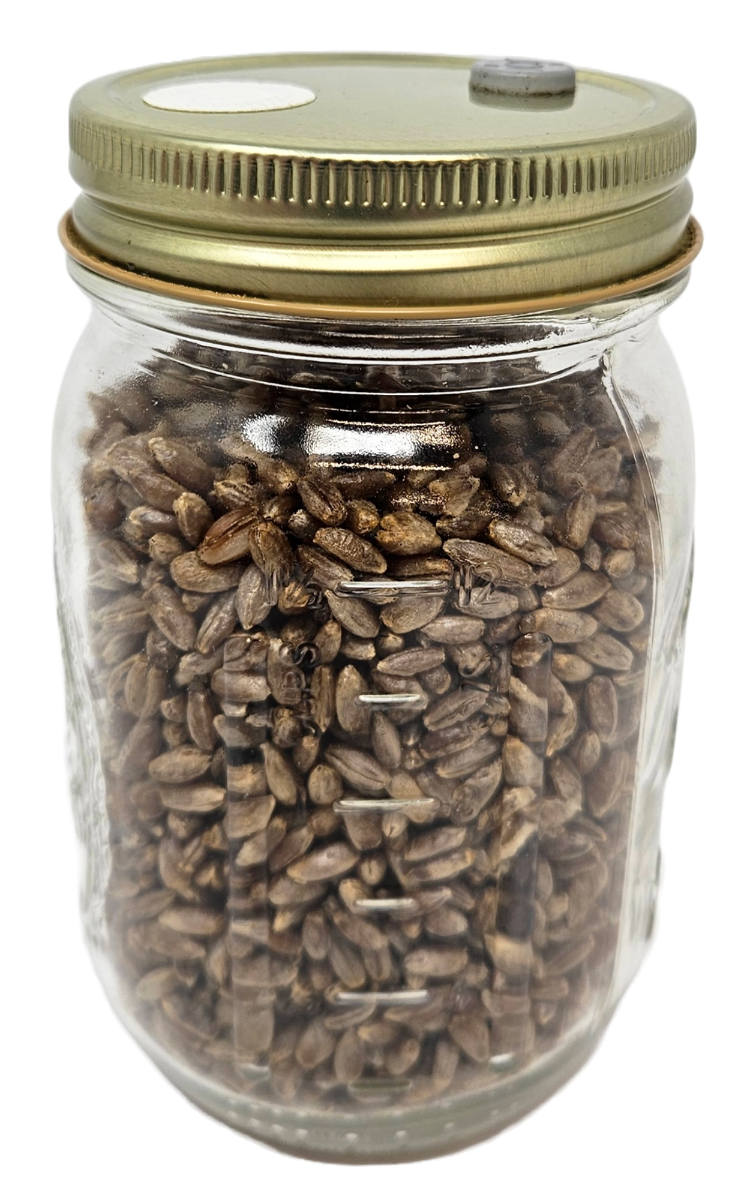 Rye Berry Mushroom Jar – Sterilized 1 Pint