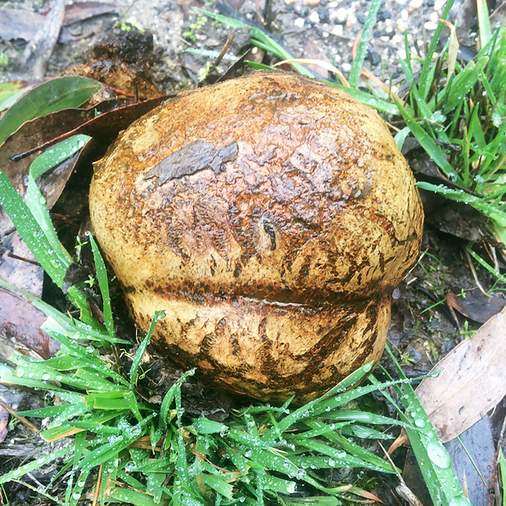 Dead Man's Foot (Pisolithus arhizus)
Growing out of the ground