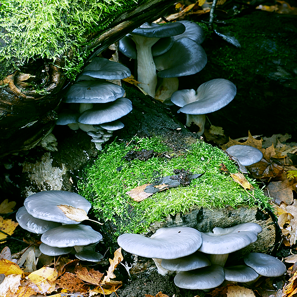 Grey Oyster Mushroom (Pleurotus ostreatus)
growing on logs