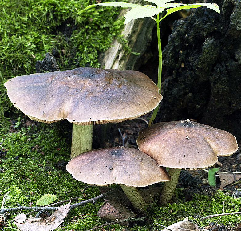 Deer Mushroom (Pluteus cervinus)
Growing on the forest floor