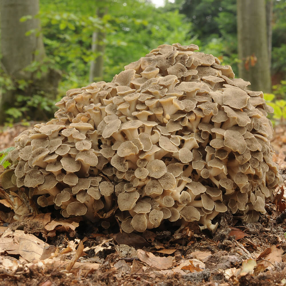 Zhu Ling (Polyporus umbellatus)