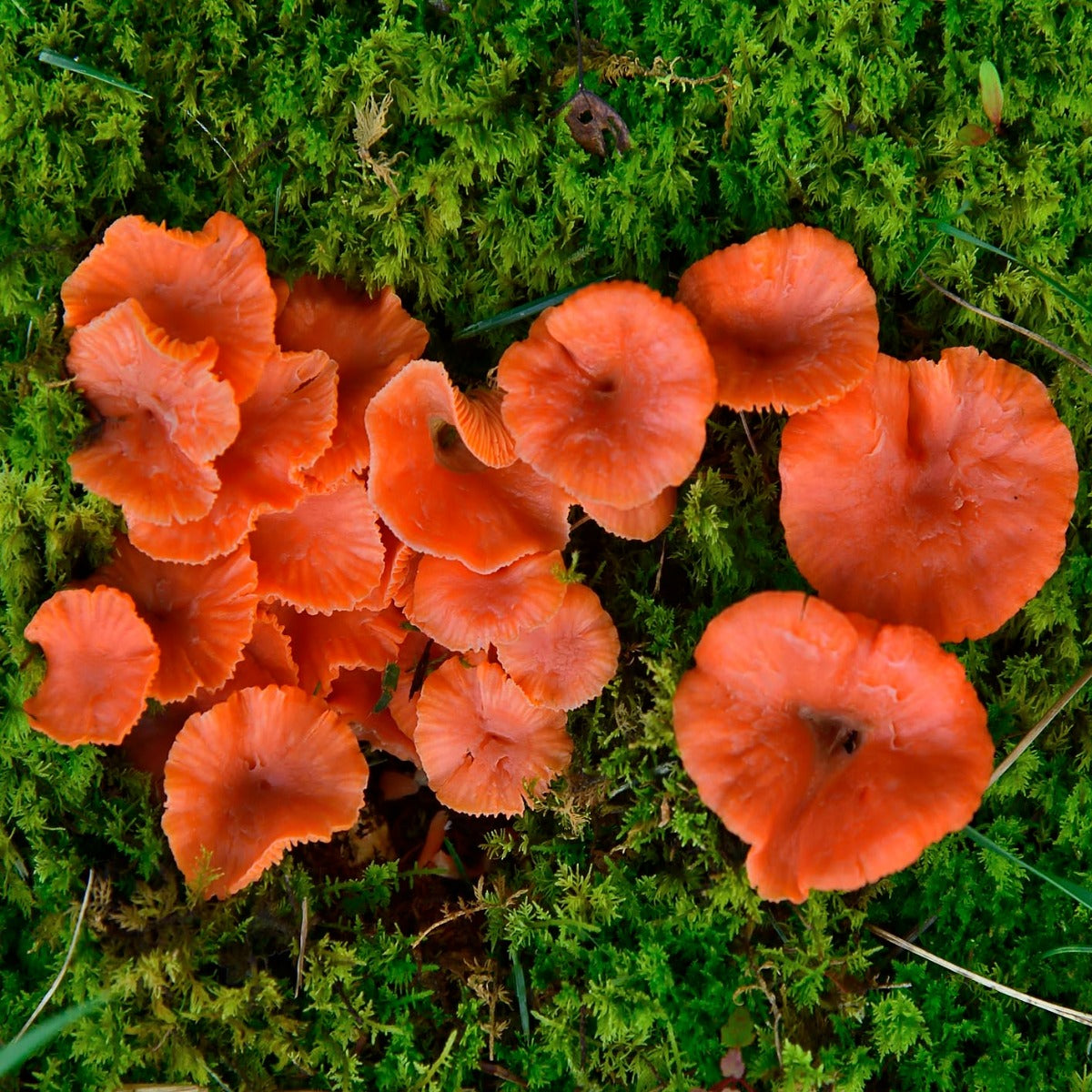 Red Chanterelles (Cantharellus cinnabarinus)