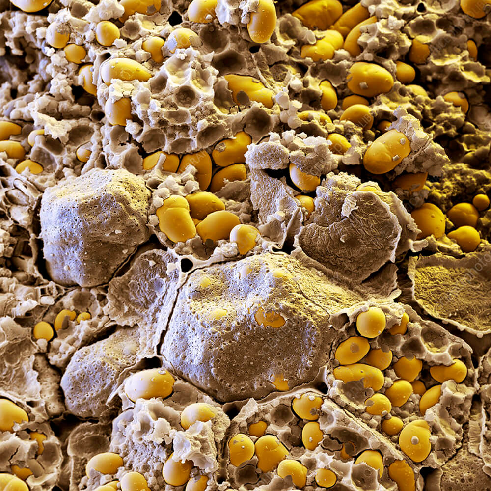 Rhizopus oligosporus on soy beans