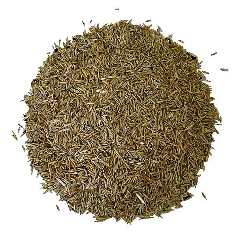 rye grass seed