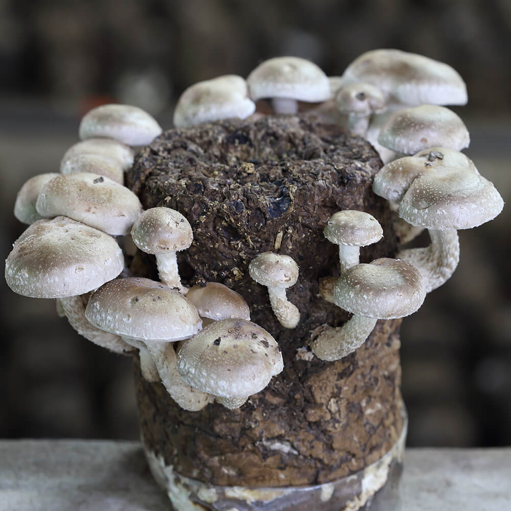shiitake mushroom fruiting on substrate