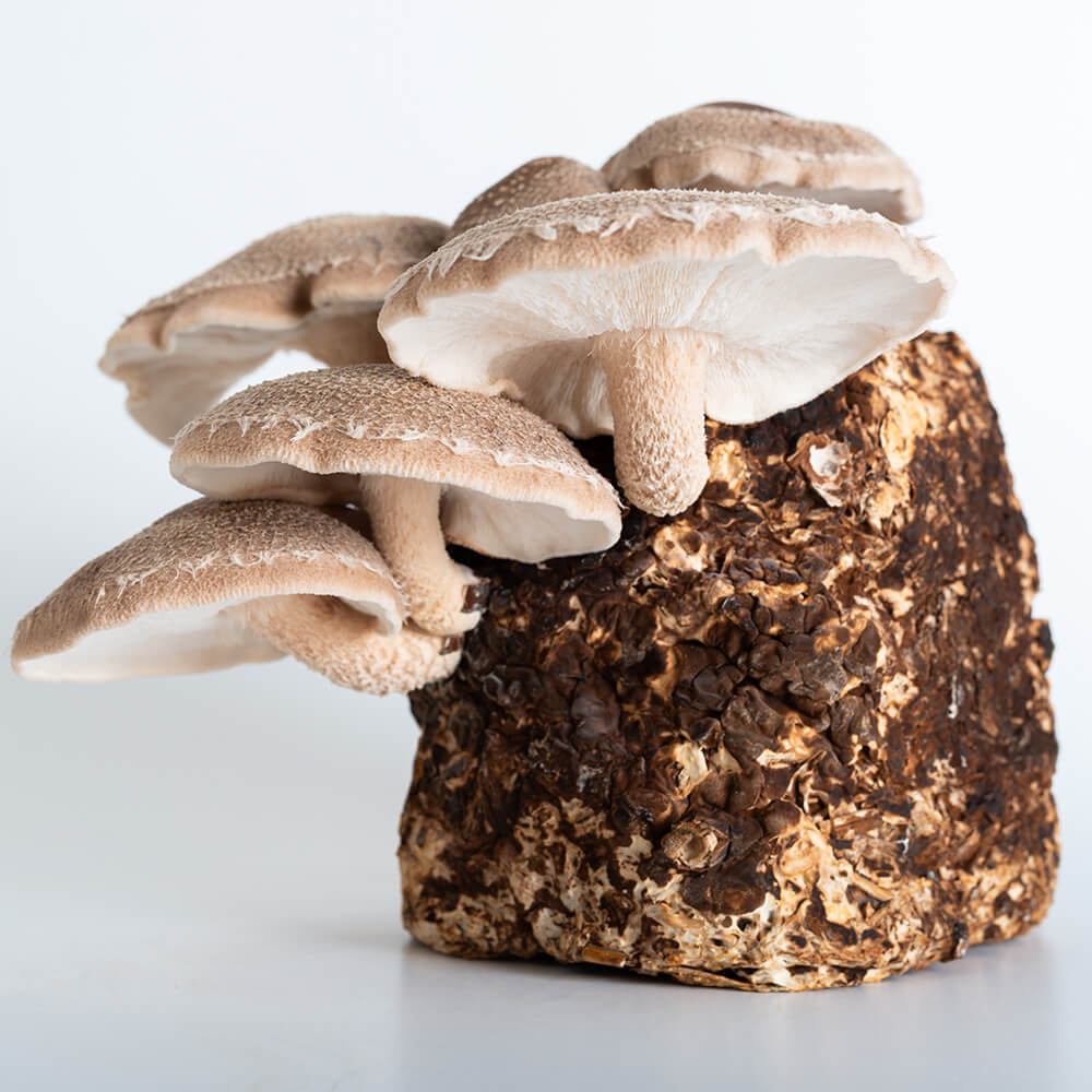 Shiitake 75 fruiting on mushroom substrate