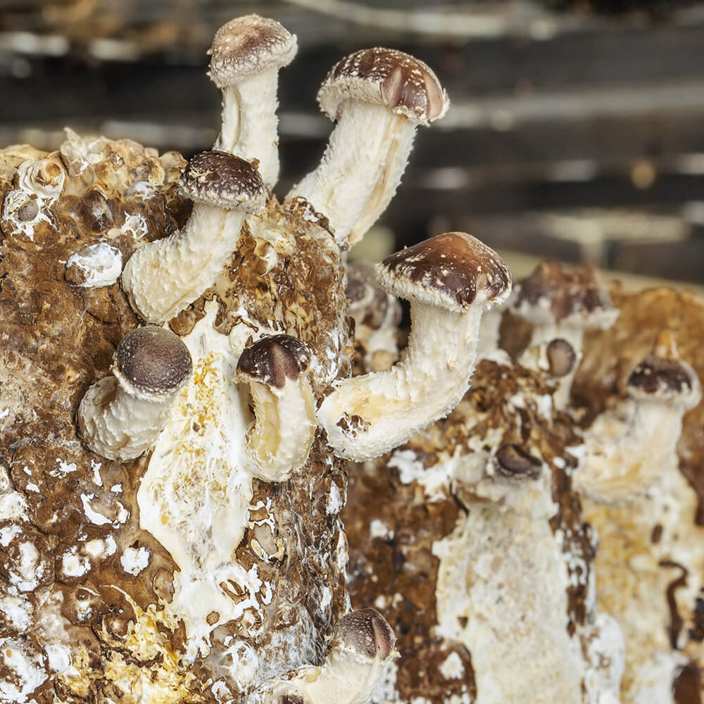 Shiitake Cold Weather Strain