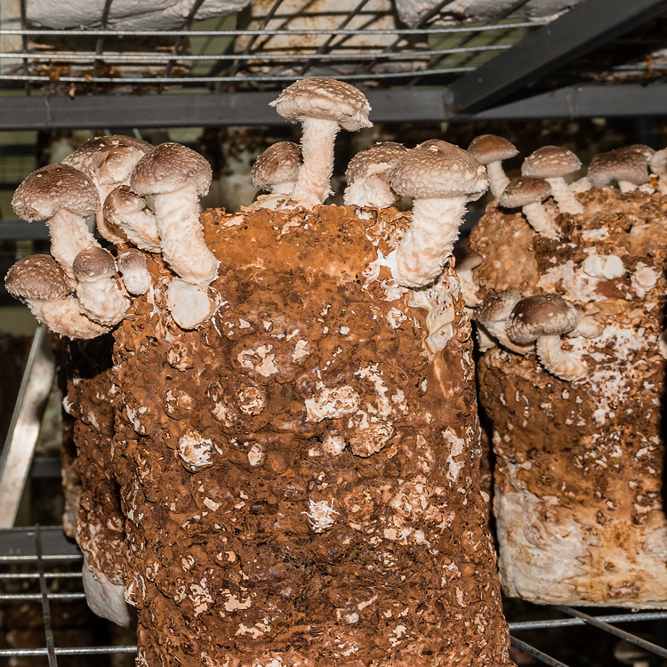 Shiitake (Lentinula edodes)