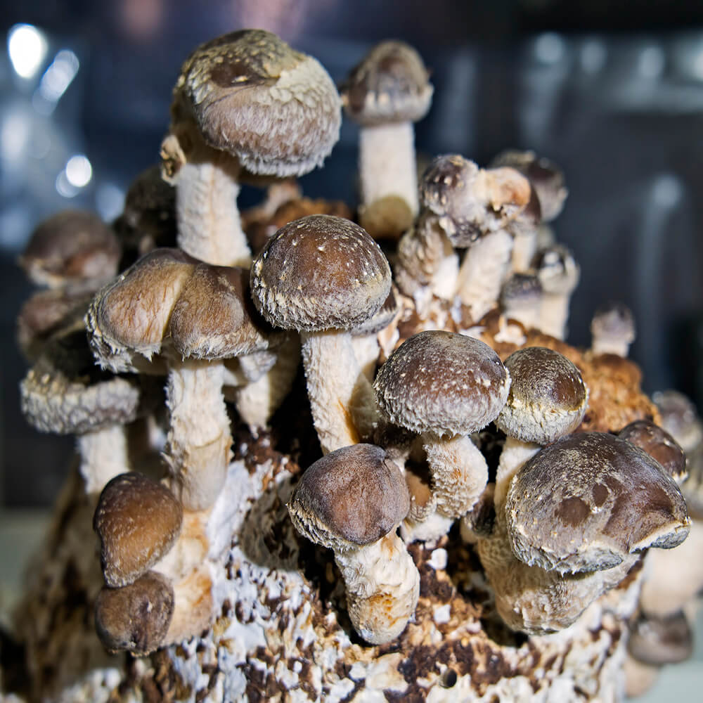 Shiitake Mushrooms growing Wide Range Strain
