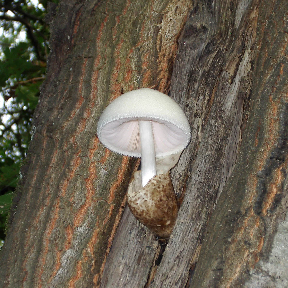 Silky Rosegill (Volvariella bombycina)