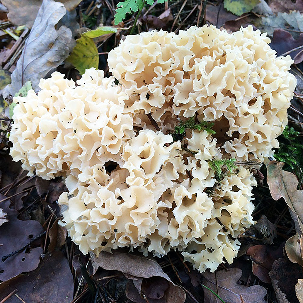 Cauliflower Mushroom Sparassis Crispa Liquid Culture Syringe Out Grow cauliflower-mushroom-sparassis-crispa-liquid-culture-syringe-out-grow