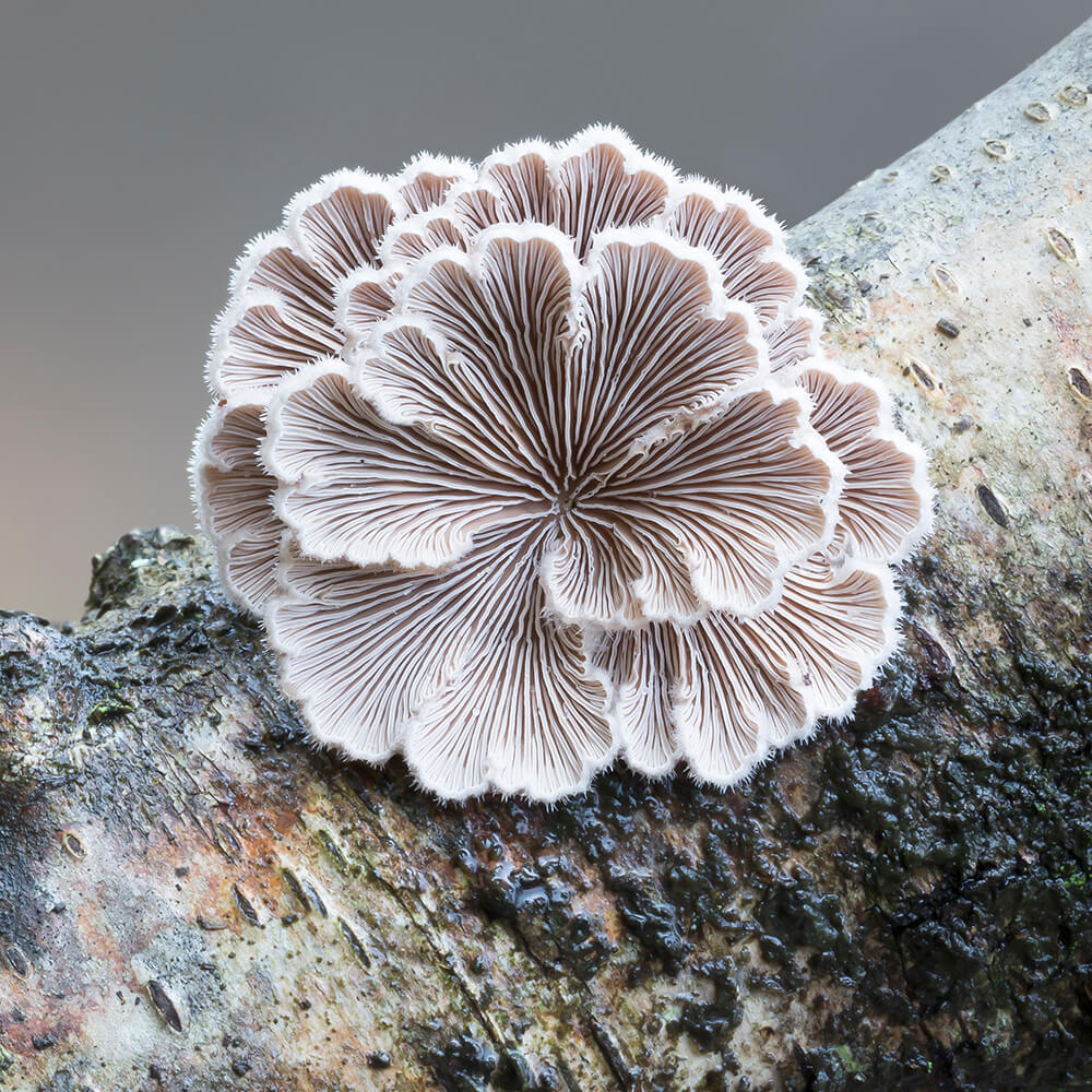Splitgill Mushroom (Schizophyllum commune) growing on a birch tree