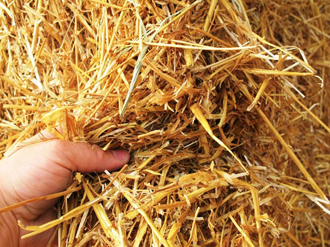golden wheat straw