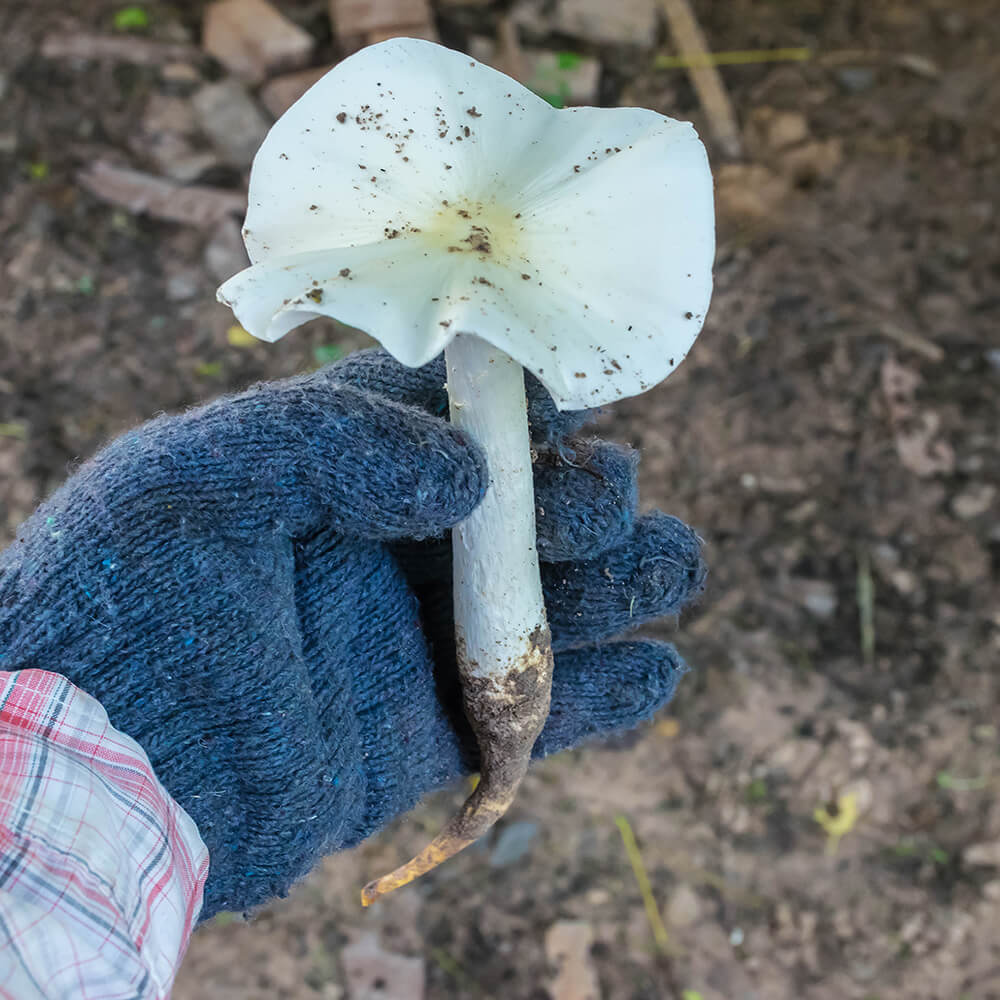 Large Termite Mushroom (Termitomyces albuminosus)