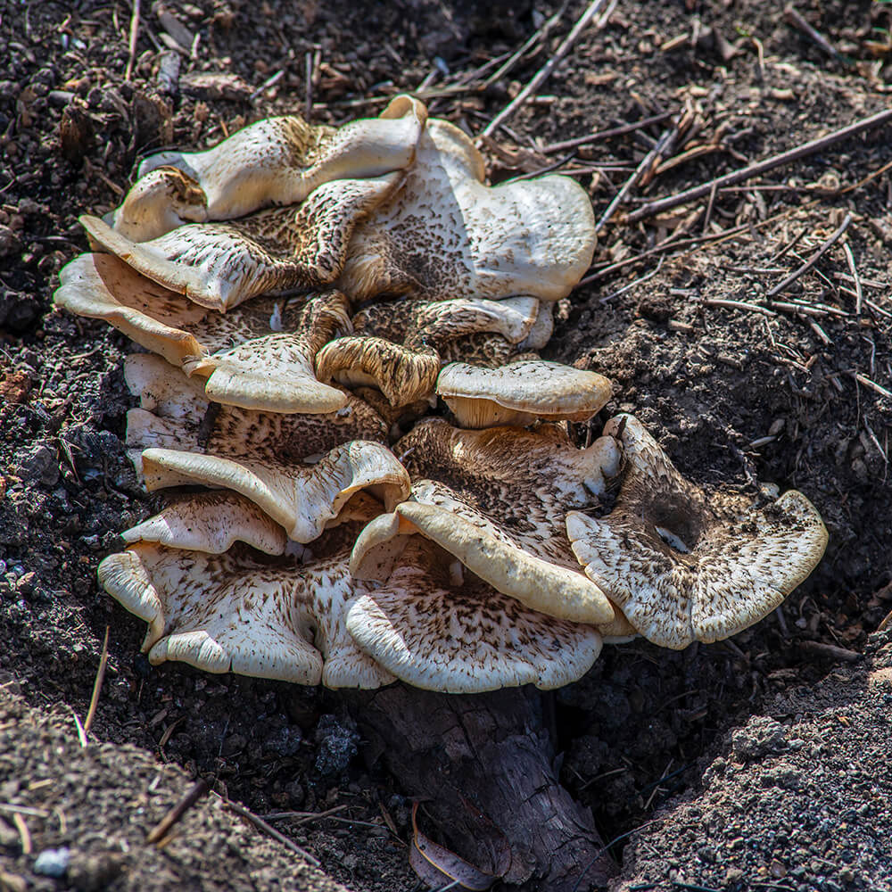 Tiger Sawgill Mushroom (Lentinus tigrinus) Growing out of the soil
