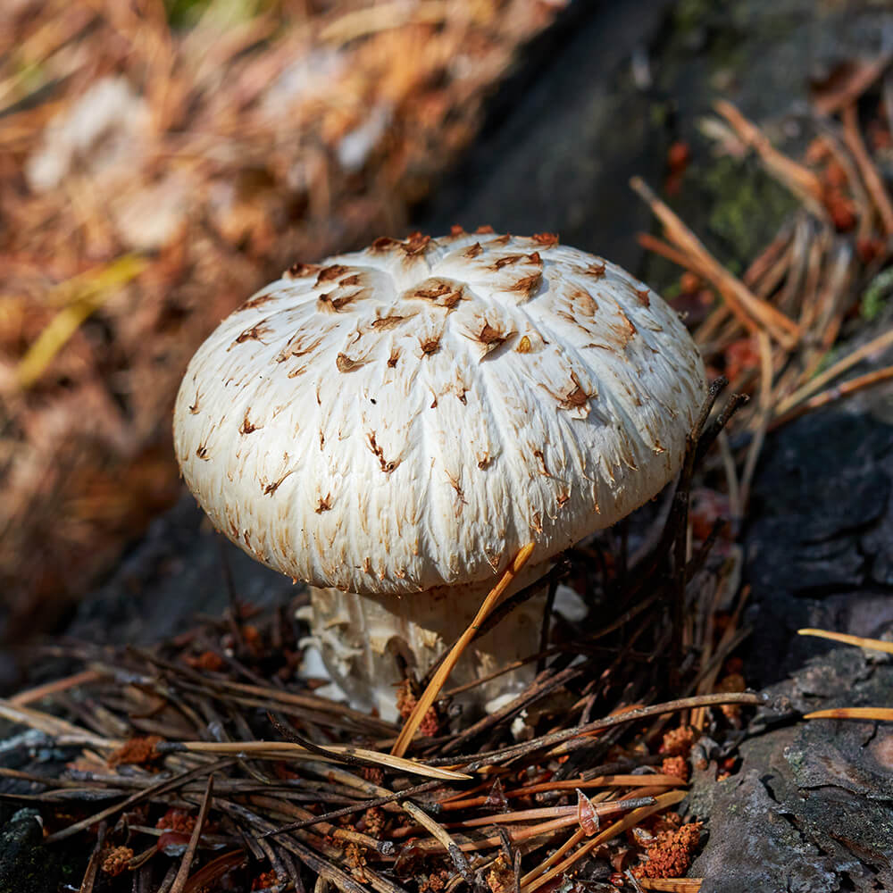 Train Wrecker Mushroom (Lentinus lepideus) Growing on a railroad tie