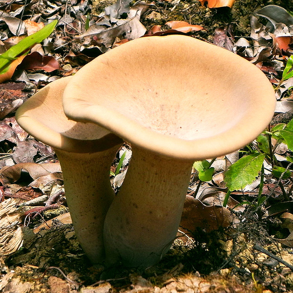 King Tuber (Pleurotus tuber-regium)