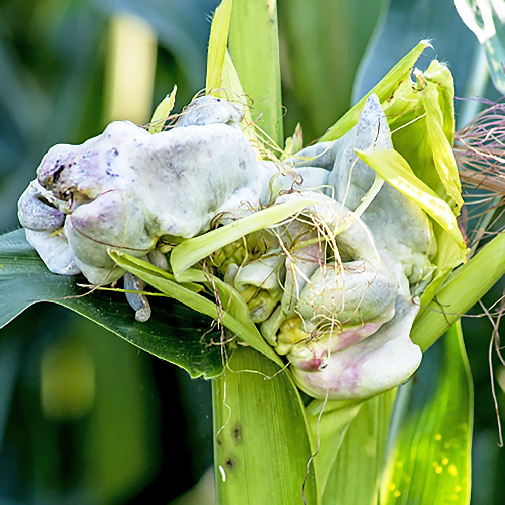 Corn Smut (Ustilago maydis)
Growing on an ear of corn