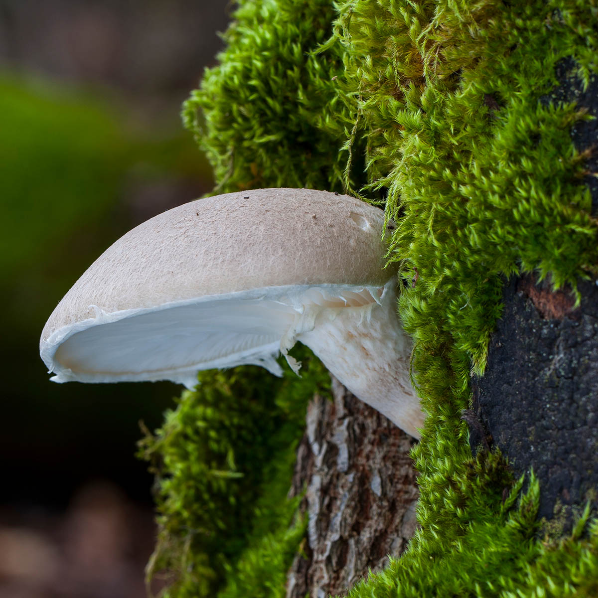 Veiled Oyster Mushroom (Pleurotus dryinus)