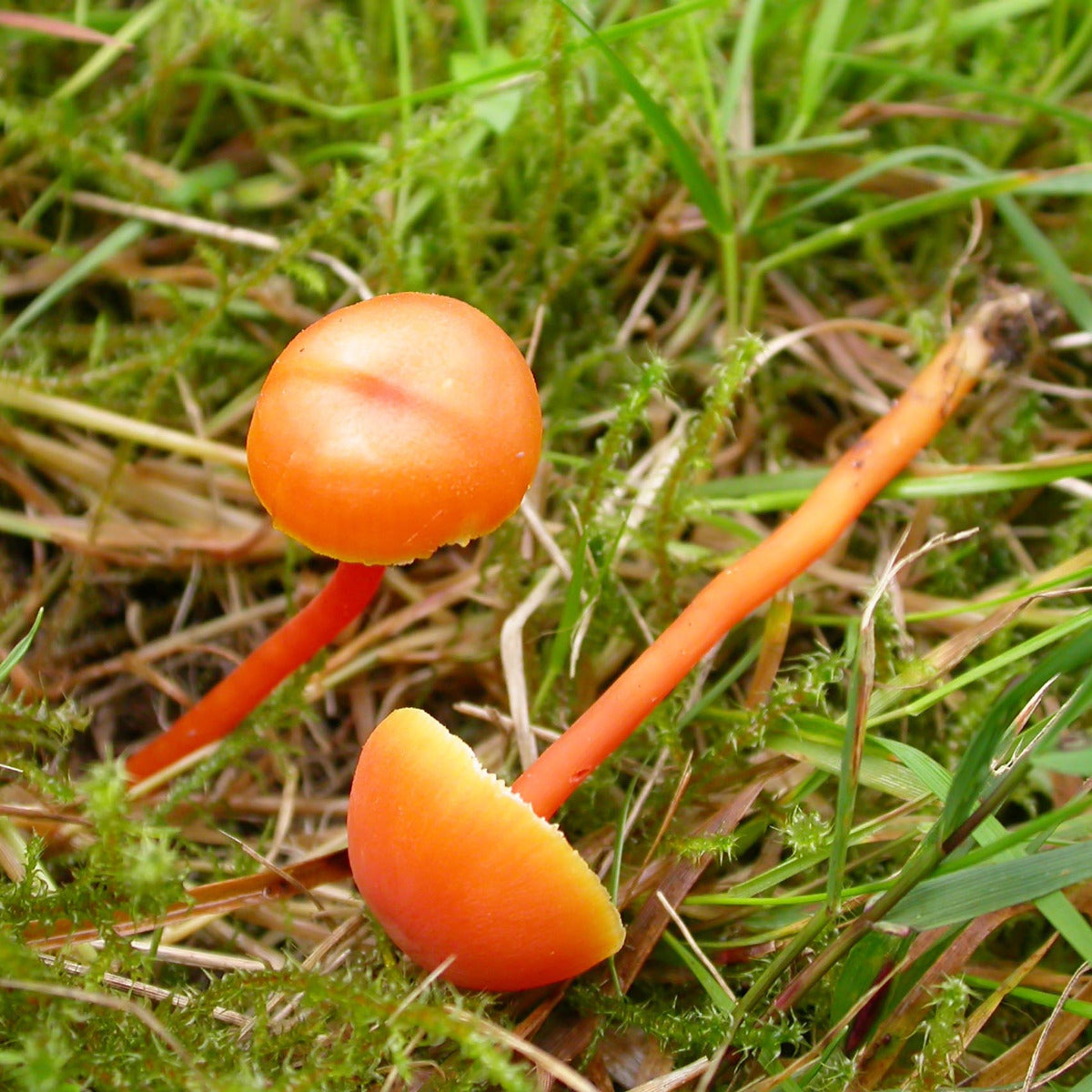 Vermilion Waxcap (Hygrocybe miniata)