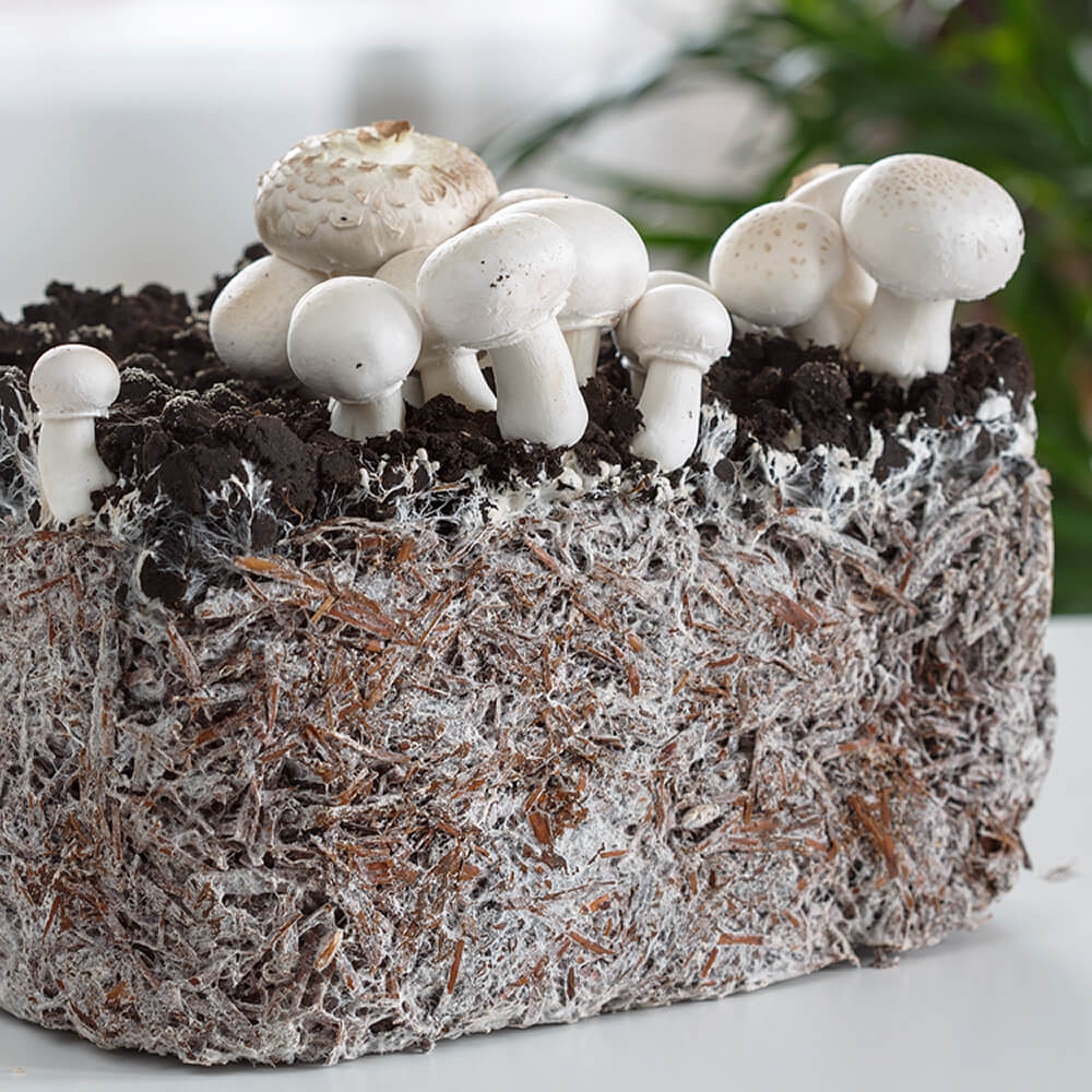 White Button Mushroom (Agaricus bisporus) growing on substrate