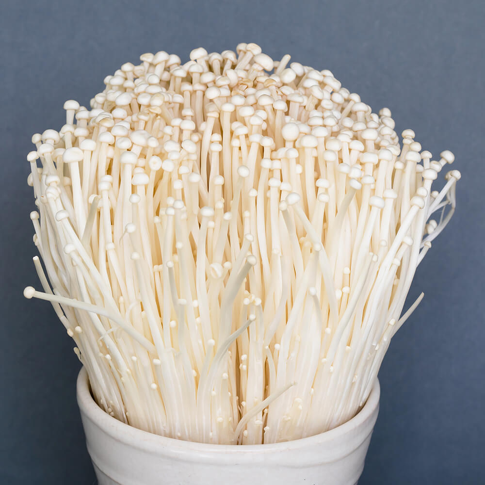 White Enoki (Flammulina velutipes) mushroom growing