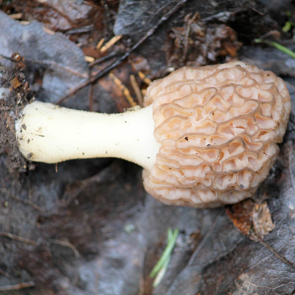 White Morel Mushroom (Morchella deliciosa)