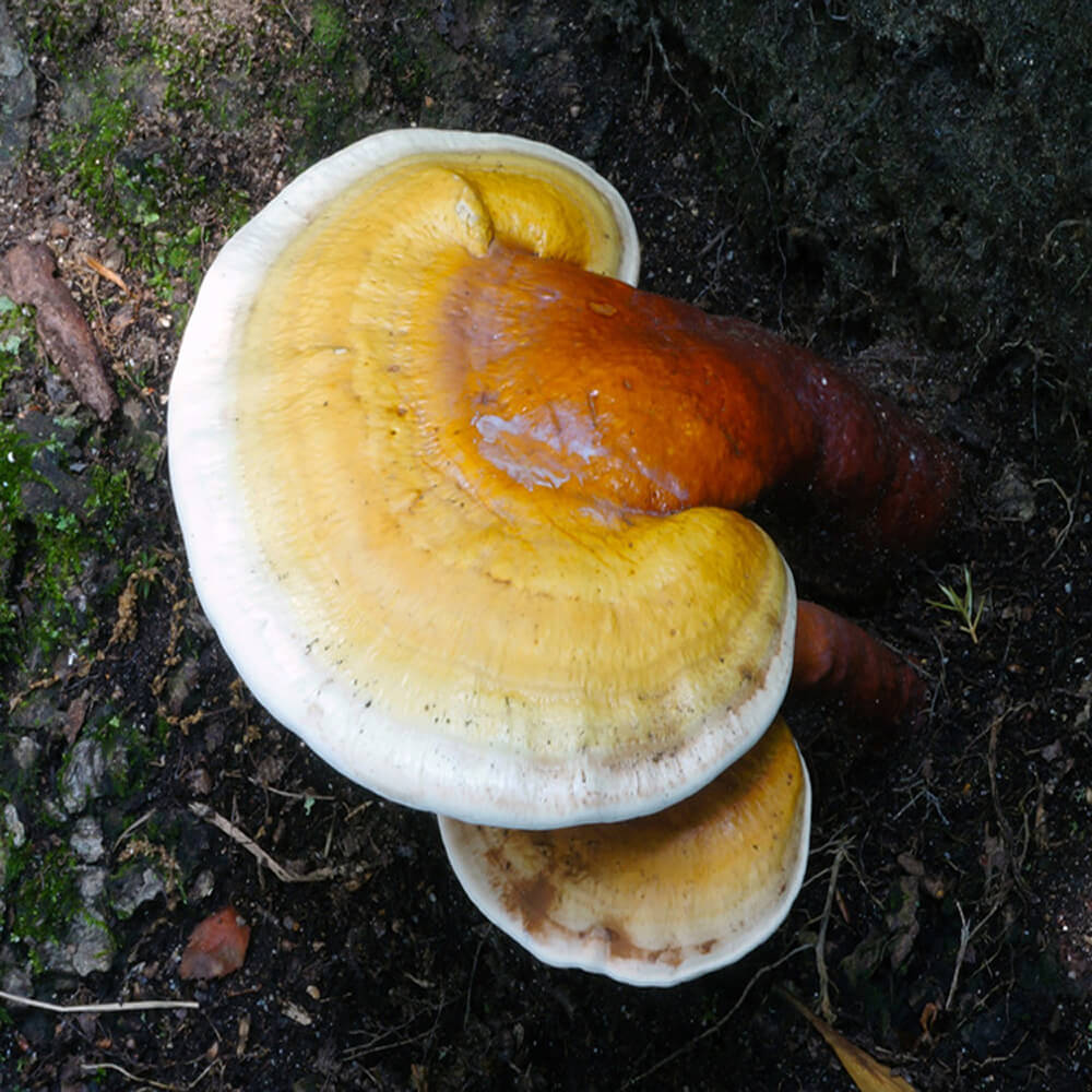 Yellow Reishi (Ganoderma Curtisii)