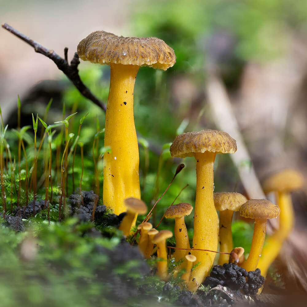 Yellowfoot Chanterelle Mushrooms (Craterellus tubaeformis)