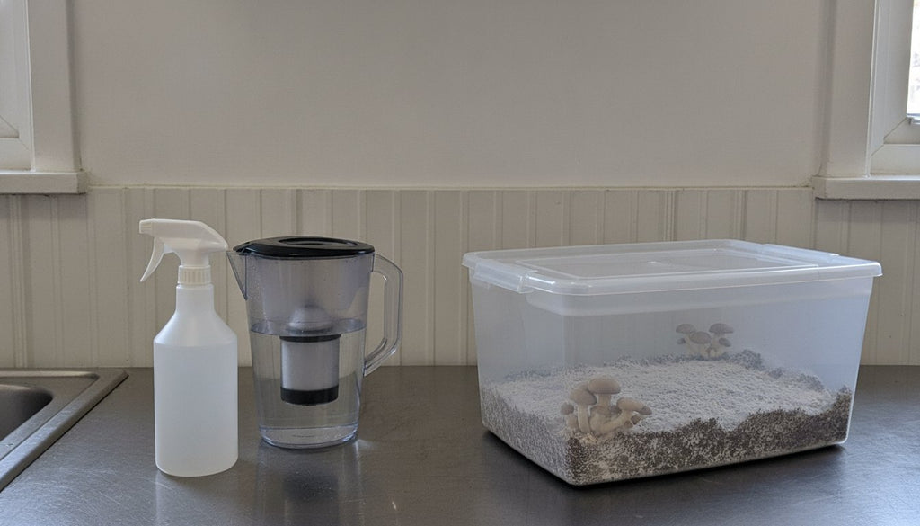Do You Really Need Distilled Water for Misting?