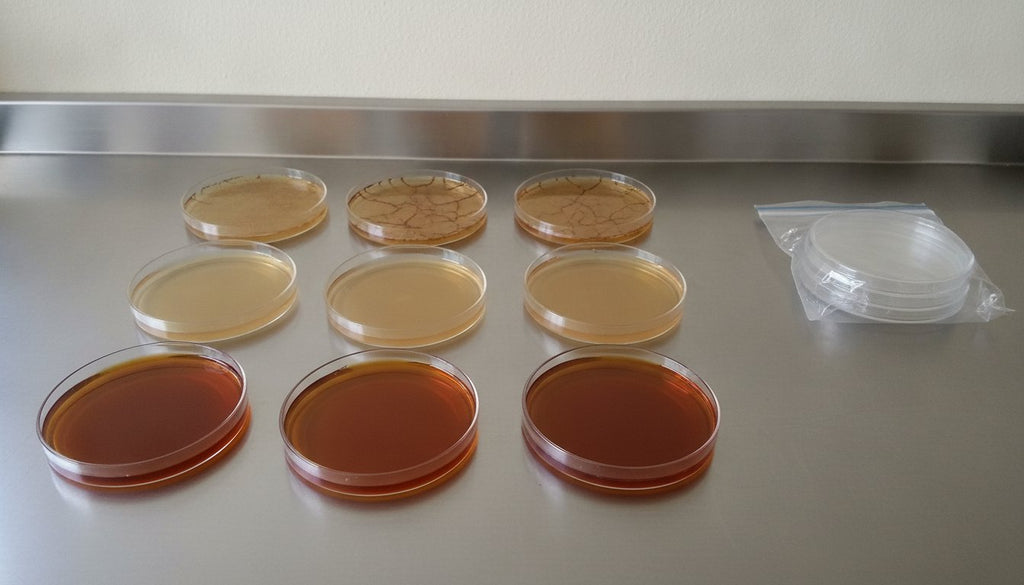 How Long Do Agar Plates Last Before They Dry Out?