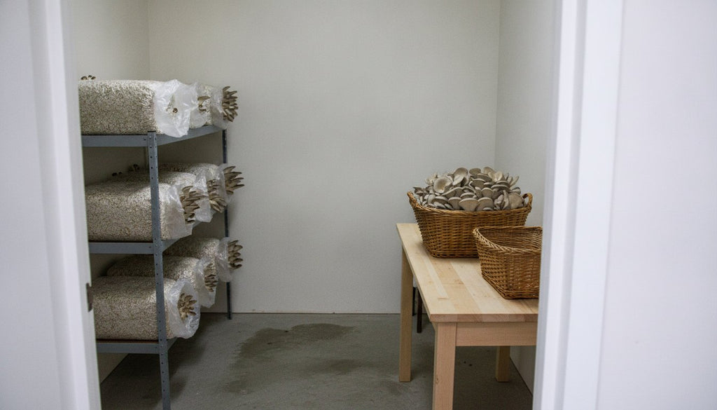 What's the Real Difference Between Cultivated and Wild Mushroom Selling Rules?