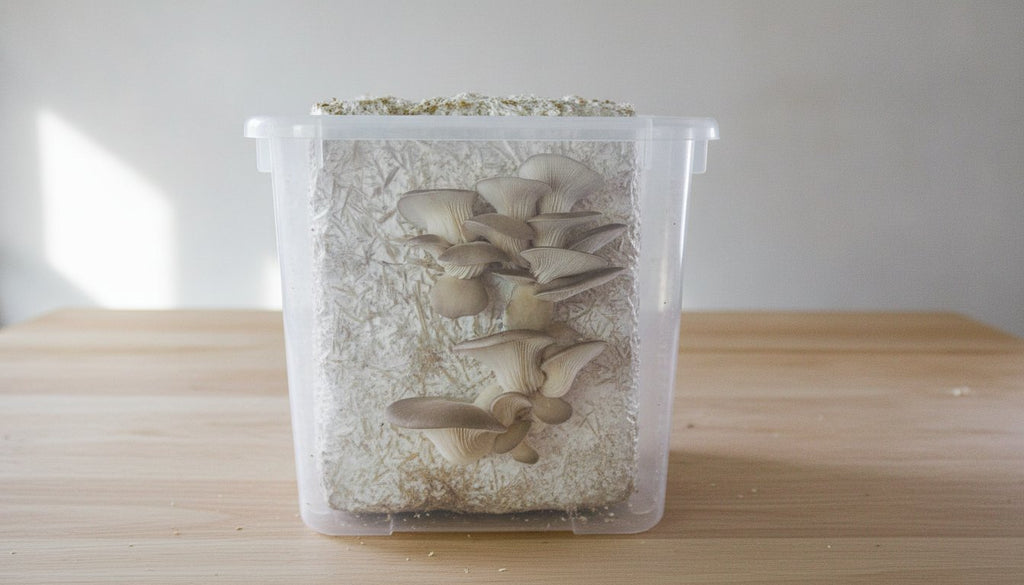 Why Did My Mushrooms Stop Growing in the Middle of a Flush?