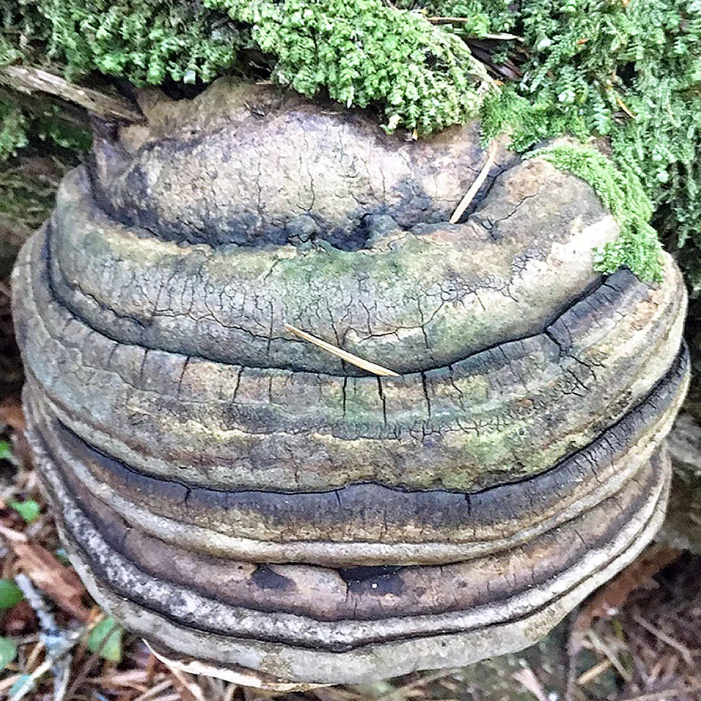 Agarikon (Fomitopsis officinalis) mushroom growing in the forest
