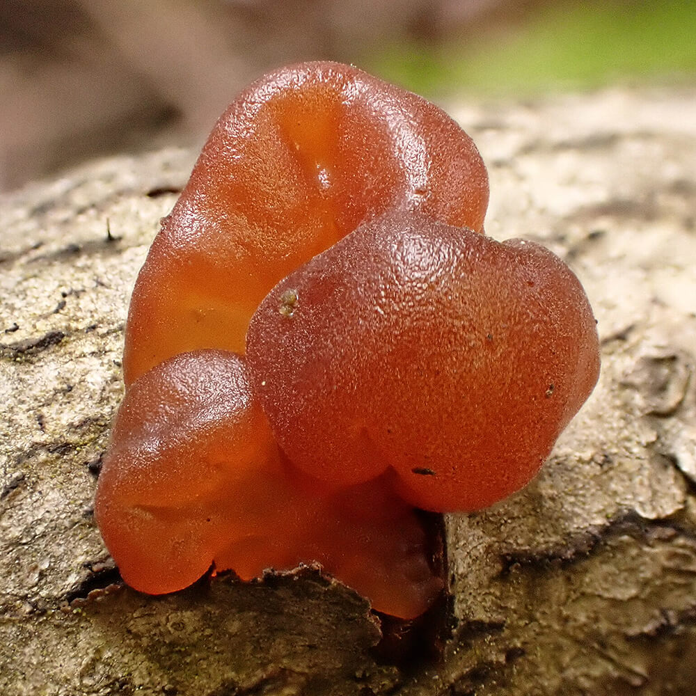 Amber Jelly Mushroom (Exidia crenata) growing on a log