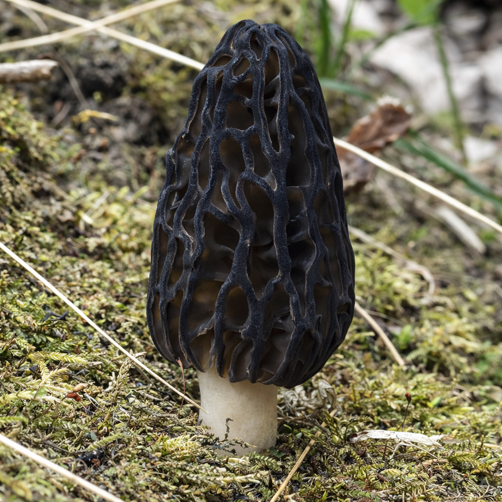 Black Morel (Morchella angusticeps) growing on the forest floor from the moss.