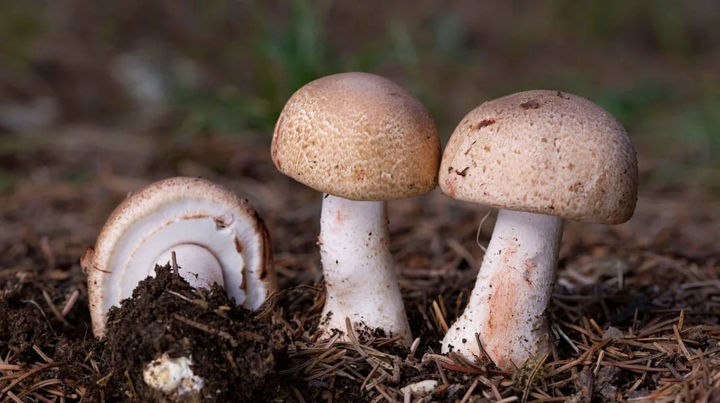 ABM Mushroom (Agaricus subrufescens) growing from forest floor.