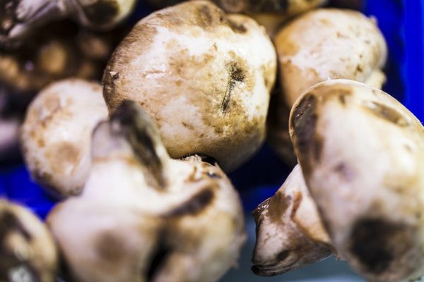 How to Spot Bad Mushrooms