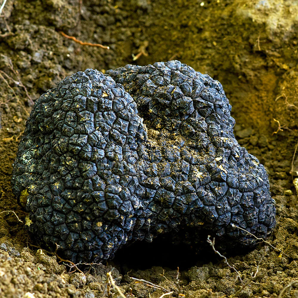 Black Truffle (Tuber melanosporum) freshly dug up from the dirt.