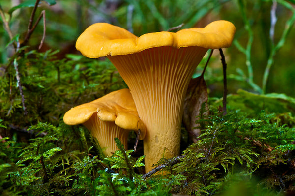 Foraging and Cooking Chanterelle Mushrooms