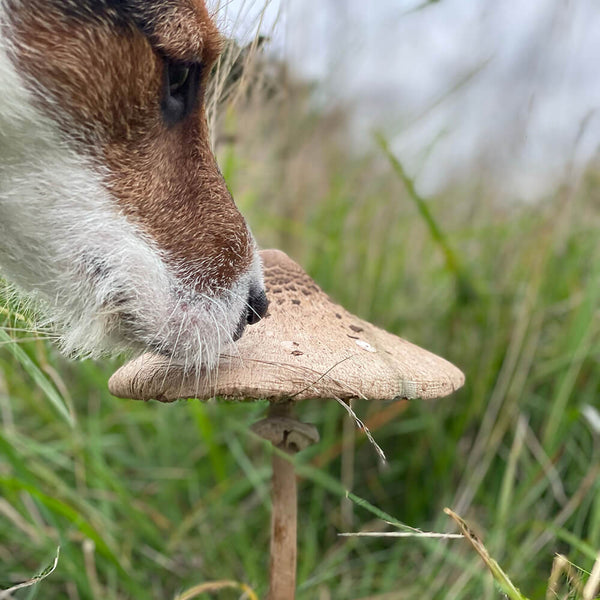 Can Dogs Eat Mushrooms?